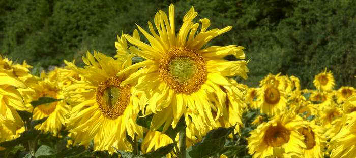 Sonnenblumen 1