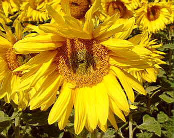 Sonnenblumen 6