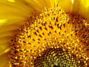 Sonnenblumen 8