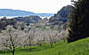 Kirschblte oberhalb von Sipplingen