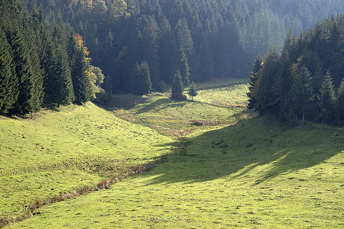 Schwarzwaldwiese