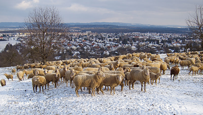Schafe am Hohentwiel